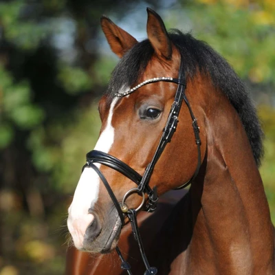 Abbildung von Kavalkade Trense Reyna KavalSH4 Schwarz Warmblut Agradi.deVerkauft von Agradi