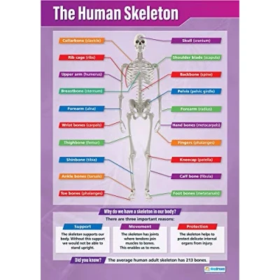 Abbildung von Daydream Education Wissenschaftsposter „The Human Skeleton“, Glanzpapier, 850 x 594 mm (A1), Wissenschaftsdiagramme für das Klassenzimmer, Lernposter (englische Version)