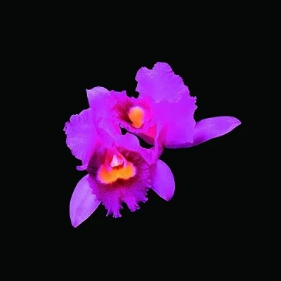 Abbildung von Opeth Orchid (CD)