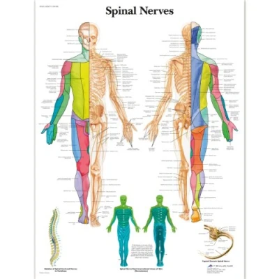 Abbildung von 3B Scientific 1001588 Lehrtafel Spinal Nerves Nervensystem, Englisch, Laminiert