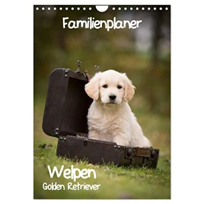 Abbildung von Familienplaner: Golden Retriever Welpen (Wandkalender 2025 DIN A4 hoch), CALVENDO Monatskalender