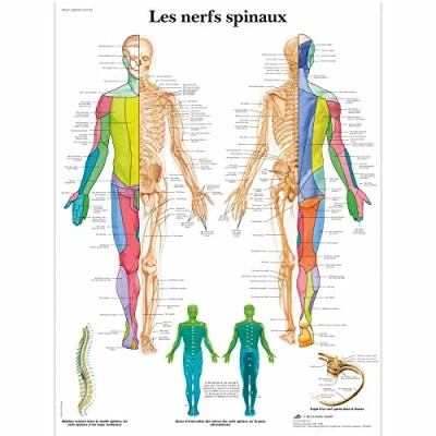 Abbildung von 3B Scientific Lehrtaffel laminiert Les nerfs spinaux Französisch