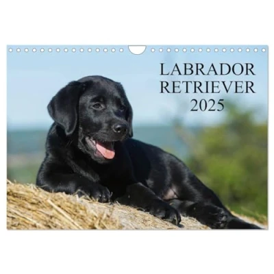Abbildung von Labrador Retriever 2025 (Wandkalender DIN A4 quer), CALVENDO Monatskalender