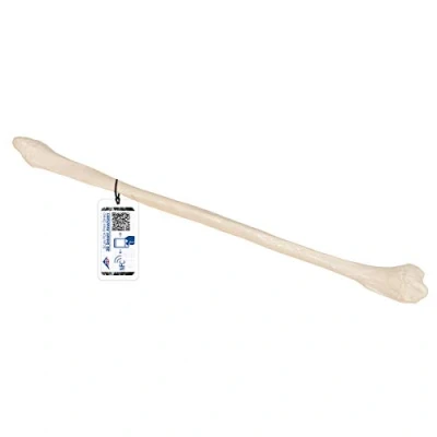 Abbildung von 3B Scientific Menschliche Anatomie Wadenbein + kostenlose App Smart Anatomy