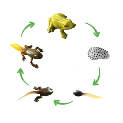 Abbildung von TimeTEX Lebenszyklus &quot;Frosch&quot; Detailgetreue Entwicklungsstadien Für spielerisches Lernen Inhalt: 5 Modelle von Laich zu Kaulquappe bis Frosch, mit digitalen Übungen; Kinder ab 4