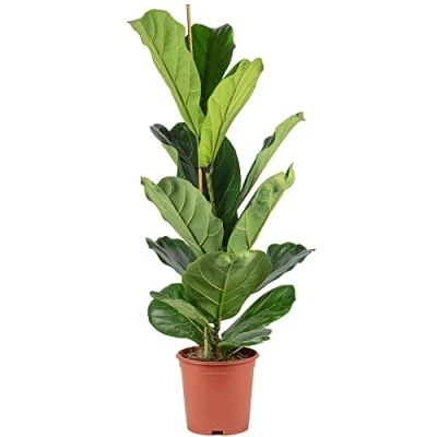 Abbildung von Flowerbox Zimmerpflanze Geigenfeige Ficus Lyrata, pflegeleicht Höhe ca. 100 cm, Topf Ø 21 cm