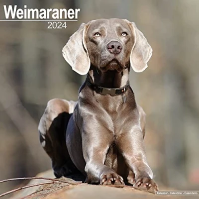 Abbildung von Weimaraner 2024 16 Monatskalender: Original Avonside Kalender [Mehrsprachig] [Kalender] (Wall Kalender)