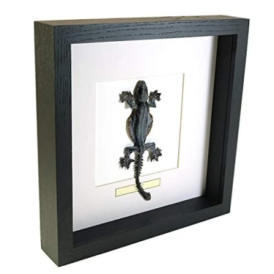 Abbildung von De Museumwinkel.com Lizard Reptil Echter präparierter Insekt montiert unter Glas in handgefertigten eleganten schwarzen Holzrahmen