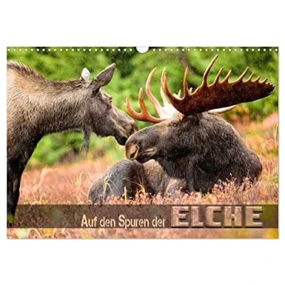 Abbildung von Auf den Spuren der Elche (Wandkalender 2025 DIN A3 quer), CALVENDO Monatskalender