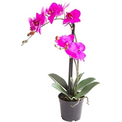 Abbildung von Botanic Haus Kunstorchidee &quot;Orchidee Bora&quot;