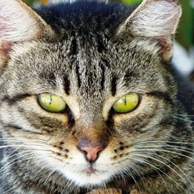 Abbildung von 1art1 Katzen Poster Getigerte Katze, Nahaufnahme Bilder Leinwand Bild Auf Keilrahmen XXL Wandbild Kunstdruck Als Leinwandbild 70x70 cm