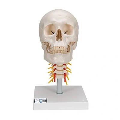 Abbildung von 3B Scientific Menschliche Anatomie Menschliches Schädel Modell &quot;Klassik&quot; auf Halswirbelsäule, 4 teilig + kostenlose App Smart Anatomy