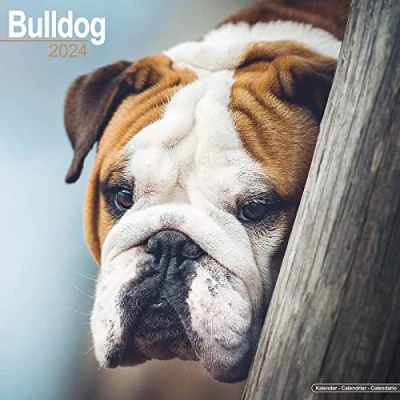 Abbildung von Bulldog Bulldoggen 2024 16 Monatskalender: Original Avonside Kalender [Mehrsprachig] [Kalender] (Wall Kalender)