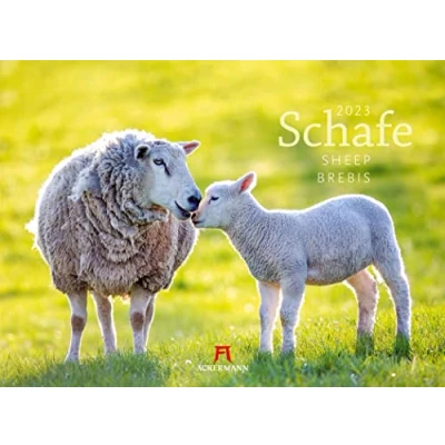 Abbildung von Schafe Kalender 2023, Wandkalender im Querformat (45x33 cm) Tierkalender