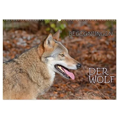 Abbildung von Begegnungen DER WOLF (Wandkalender 2025 DIN A2 quer), CALVENDO Monatskalender