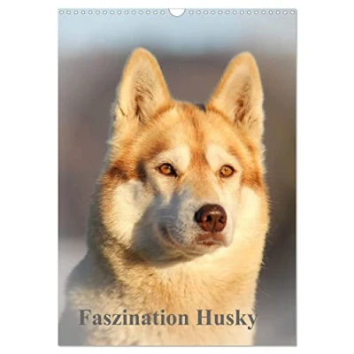 Abbildung von Faszination Husky (Wandkalender 2025 DIN A3 hoch), CALVENDO Monatskalender