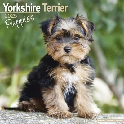 Abbildung von Yorkshire Terrier Puppies Welpen 2025 16 Monatskalender: Original Avonside Kalender [Mehrsprachig] [Kalender] (Wall Kalender)