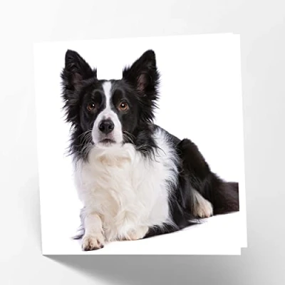 Abbildung von Maturi Blanko Grußkarte mit Border Collie Hundebild