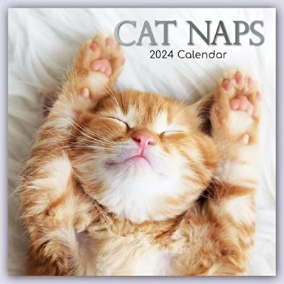 Abbildung von Cat Naps Träumende Katzen 2024 16 Monatskalender: Original Gifted Stationery Kalender [Mehrsprachig] [Kalender] (Wall Kalender)