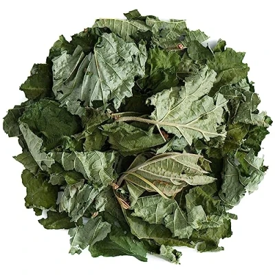 Abbildung von Haselnuss Blatt Tee Corylus Avellana Haselnüsse Bio