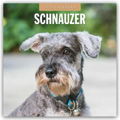 Abbildung von Schnauzer 2025 16 Monatskalender: Original Red Robin Publishing Ltd Kalender [Mehrsprachig] [Kalender] (Wall Kalender)