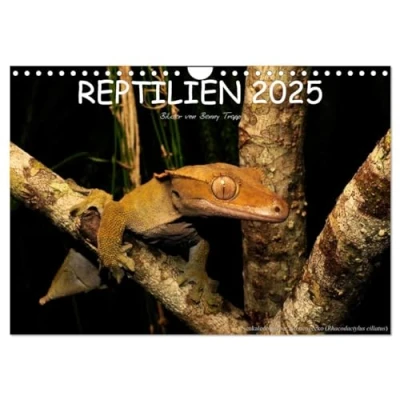 Abbildung von REPTILIEN (Wandkalender 2025 DIN A4 quer), CALVENDO Monatskalender