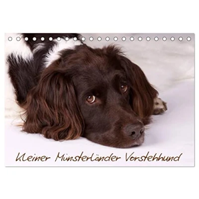 Abbildung von Kleiner Münsterländer Vorstehhund (Tischkalender 2025 DIN A5 quer), CALVENDO Monatskalender