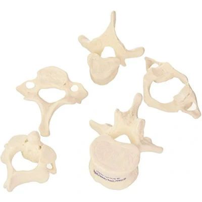 Abbildung von 3B Scientific 5 Wirbel + kostenlose Anatomie App Smart Anatomy, A75/1