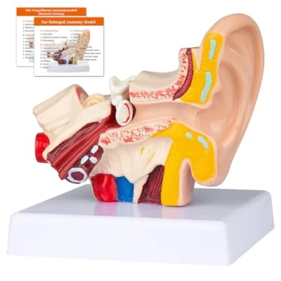 Abbildung von Menschliches Ohr Anatomie Modell, 1.5 Fach Vergrößert, Zeigt Äußeres Mittleres Innenohrmodell, Professionelles Medizinisches Klassenzimmer, Demonstration, Ärzte (Ohr Modell)