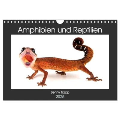 Abbildung von Amphibien und Reptilien (Wandkalender 2025 DIN A4 quer), CALVENDO Monatskalender