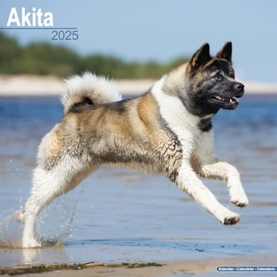 Abbildung von Akitas 2025 16 Monatskalender: Original Avonside Kalender [Mehrsprachig] [Kalender] (Wall Kalender)