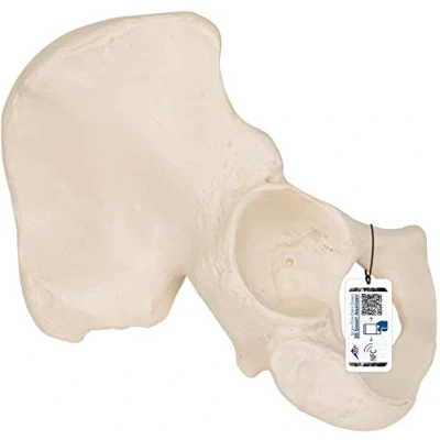 Abbildung von 3B Scientific Menschliche Anatomie Hüftbein Knochen Modell + kostenlose App Smart Anatomy