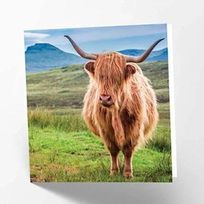Abbildung von Maturi Blanko Grußkarte mit Bild von Highland Kuh