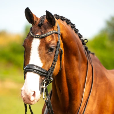 Abbildung von HB Showtime Zaum All You Needed Schwarz/Schwarz Funkeln Warmblut