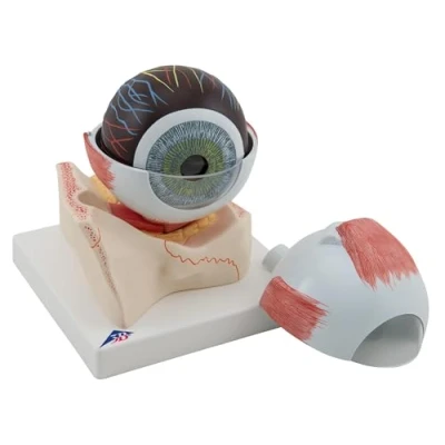 Abbildung von 3B Scientific Auge, 5 fache Größe, 7 teilig + kostenlose Anatomie App Smart Anatomy F11