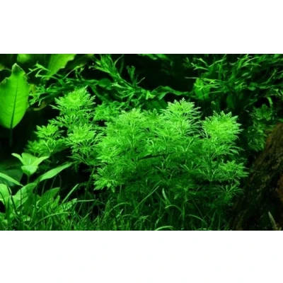 Abbildung von AquaOne Aquarium Pflanze Limnophila sessiliflora I Mittelgrund Wasserpflanze Aquariumpflanze Rosette voll durchwurzelt einfach Aquascaping Dekoration