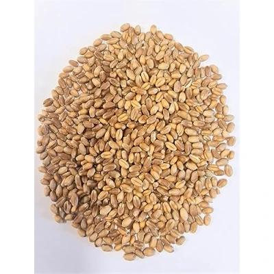 Abbildung von WIDU Bio Weizen geeignet zum Backen Getreide Ganzes Korn 25 KG Getreidesack