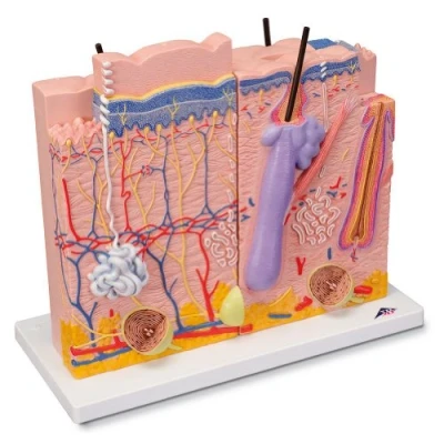 Abbildung von 3B Scientific Menschliche Anatomie Hautmodell, 3 teilig + kostenlose App Smart Anatomy