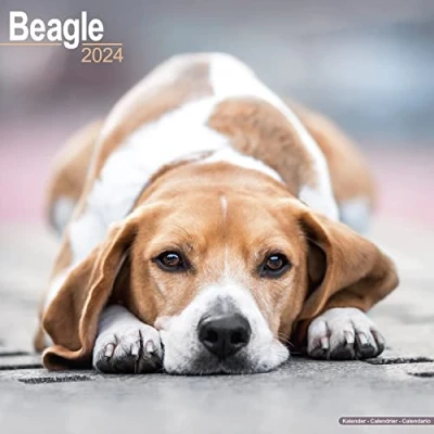 Abbildung von Beagle 2024 16 Monatskalender: Original Avonside Kalender [Mehrsprachig] [Kalender] (Wall Kalender)