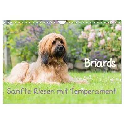 Abbildung von Briards sanfte Riesen mit Temperament (Wandkalender 2025 DIN A4 quer), CALVENDO Monatskalender