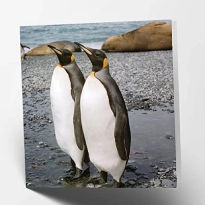Abbildung von Maturi Geburtstagskarte, Pinguin Paar, quadratisch, blanko