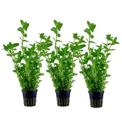 Abbildung von AquaOne Aquarium Pflanze 3 Stück Bacopa caroliniana I Wasserpflanze Aquariumpflanze Stängelpflanze voll durchwurzelt einfach pflegeleicht Aquascaping Dekoration