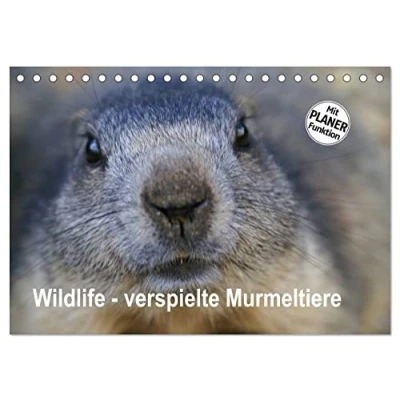 Abbildung von Wildlife Verspielte Murmeltiere (Tischkalender 2025 DIN A5 quer), CALVENDO Monatskalender