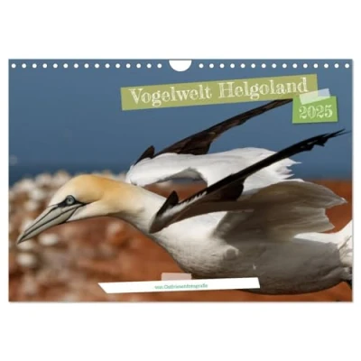 Abbildung von Vogelwelt Helgoland von Ostfriesenfotografie (Wandkalender 2025 DIN A4 quer), CALVENDO Monatskalender