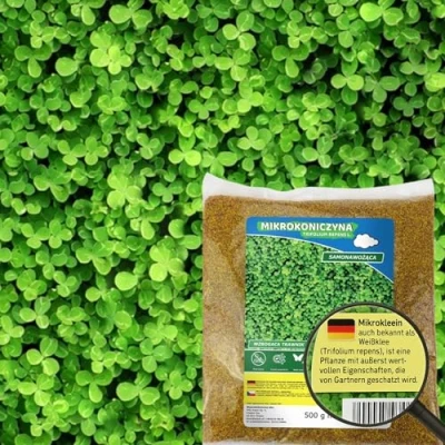 Abbildung von Mikroklee Weißklee Trifolium repens 500g Rasenklee bereichert den Rasen Klee Samen zur Anlockung von Bienen Saatgut für gleichmäßige, dichte Grasnarbe das ganze Jahr über