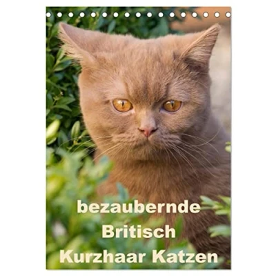 Abbildung von bezaubernde Britisch Kurzhaar Katzen (Tischkalender 2025 DIN A5 hoch), CALVENDO Monatskalender