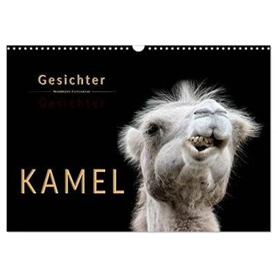 Abbildung von Kamel Gesichter (Wandkalender 2025 DIN A3 quer), CALVENDO Monatskalender