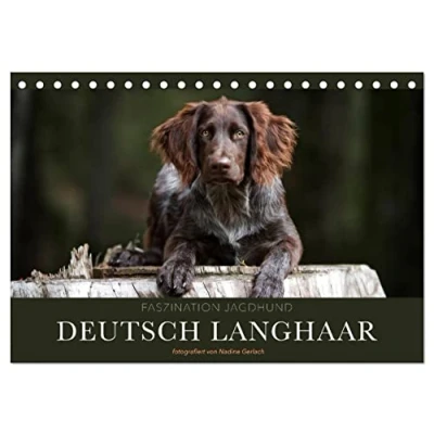Abbildung von Faszination Jagdhund Deutsch Langhaar (Tischkalender 2025 DIN A5 quer), CALVENDO Monatskalender