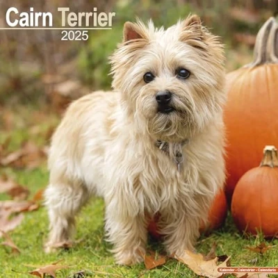 Abbildung von Cairn Terrier 2025 16 Monatskalender: Original Avonside Kalender [Mehrsprachig] [Kalender] (Wall Kalender)