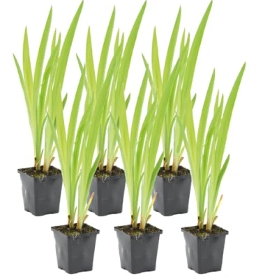 Abbildung von Bloomique 6er Set Iris Versicolor Amerikanische Sumpf Schwertlilie Teichpflanzen Winterhart Wasserpflanzen Zone 1 2 Höhe 15 25 cm Topf 9